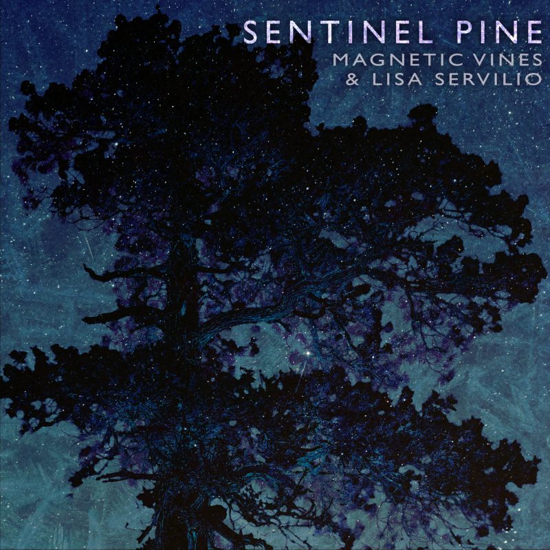 Sentinel Pine